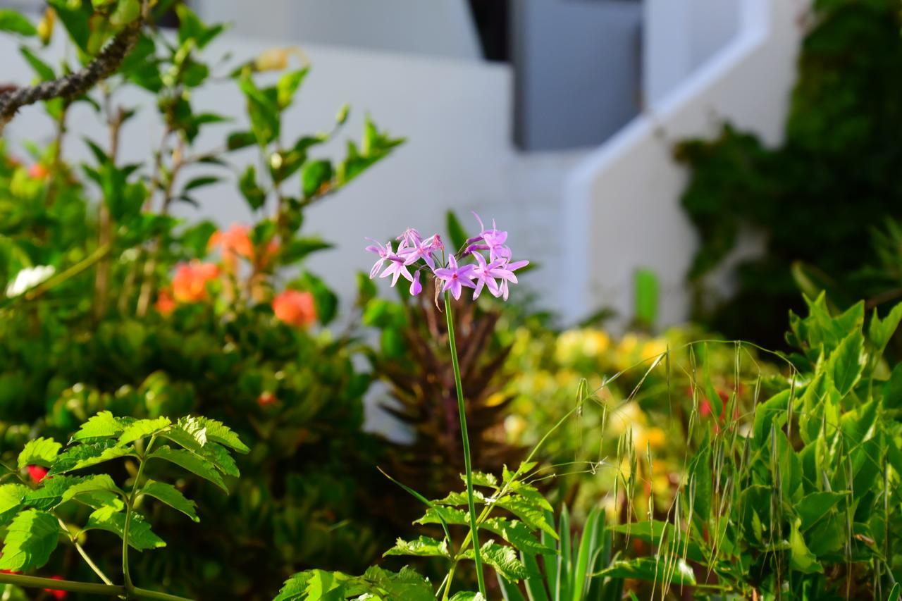 Aris Boutique Hotel Palaiochora Luaran gambar